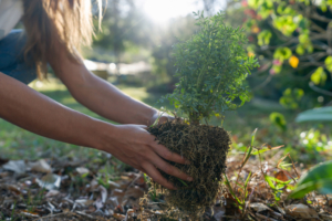 Stock image of a sapling being planted represents the possibilities of connection
