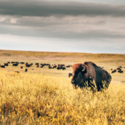 Image depicts buffalos in the badlands of South Dakota | featured image to accompany Perkins consortium article